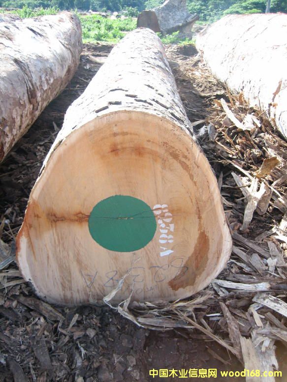 Pachyloba ����ľ��Ԕ��(x��)��B