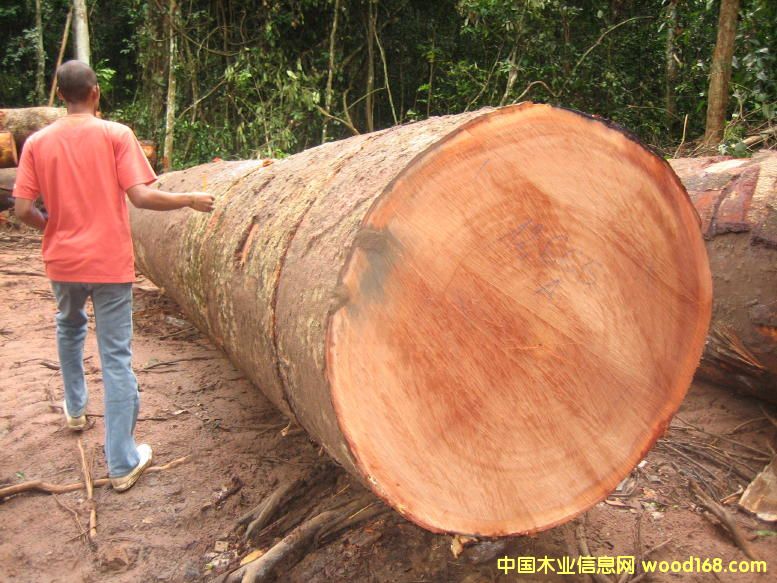 Sapelli ɳ������Ԕ��(x��)��B