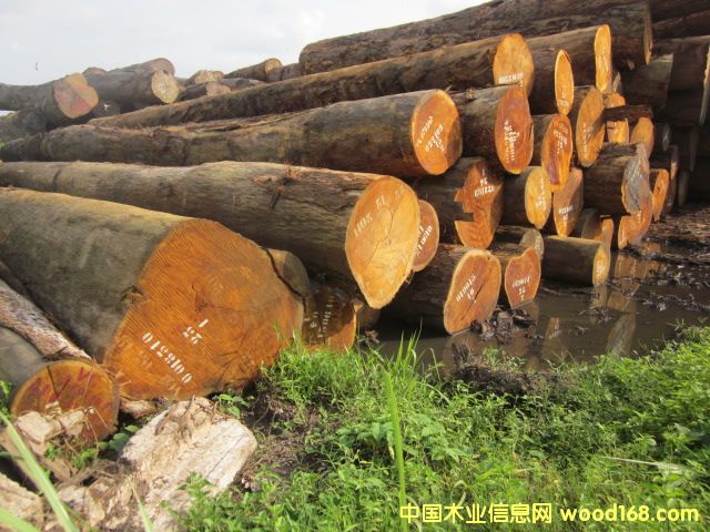 Bilinga �͵�ľ�������Sđľ