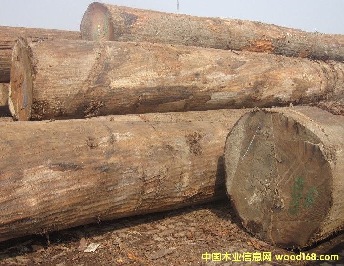 ���ǹ���Calophyllum)��Ԕ��(x��)��B