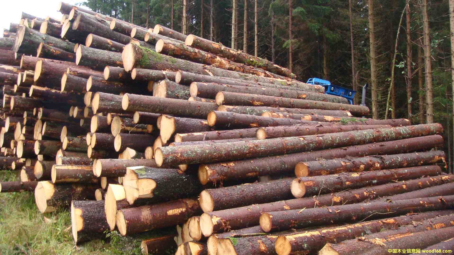 ���W��ɼSpruce (Picea abies)��Ԕ��(x��)��B