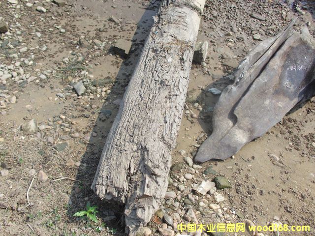 ꎳ�ľ63��Ԕ����B