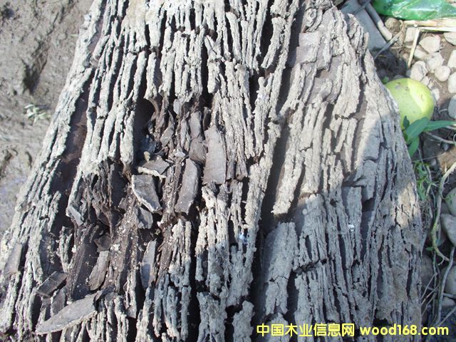 ꎳ�ľ56��Ԕ����B