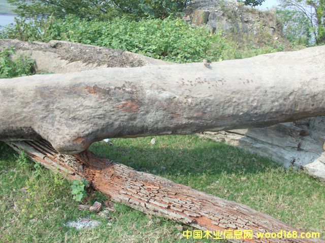 ꎳ�ľ48��Ԕ����B