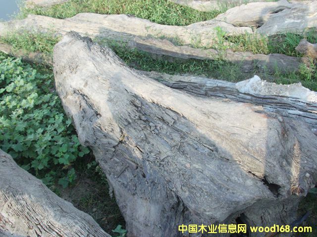 ꎳ�ľ44��Ԕ����B