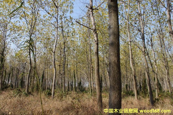 �c(di��n)���鿴�ڗ��ַŴ�DƬ