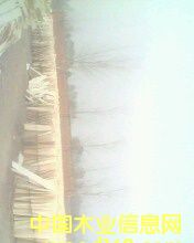 ľƤ��Ԕ��(x��)��B