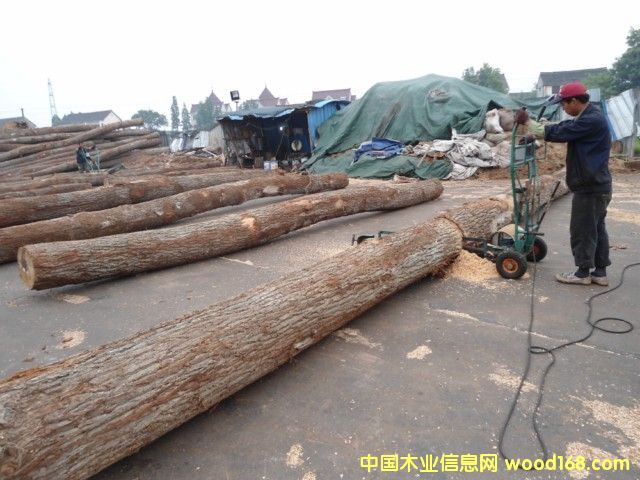 刨切級白橡原木 刨切級白橡原木