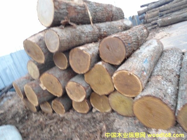 刨切級白橡原木 刨切級白橡原木