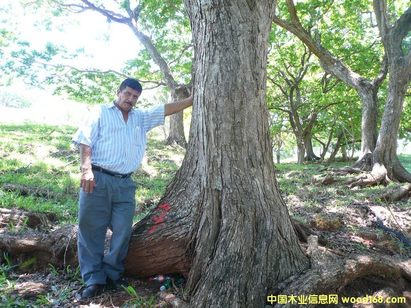 微凹黃檀 微凹黃檀