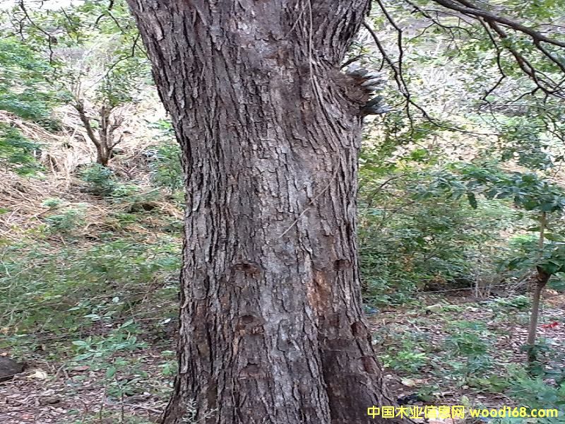 微凹黃檀 微凹黃檀