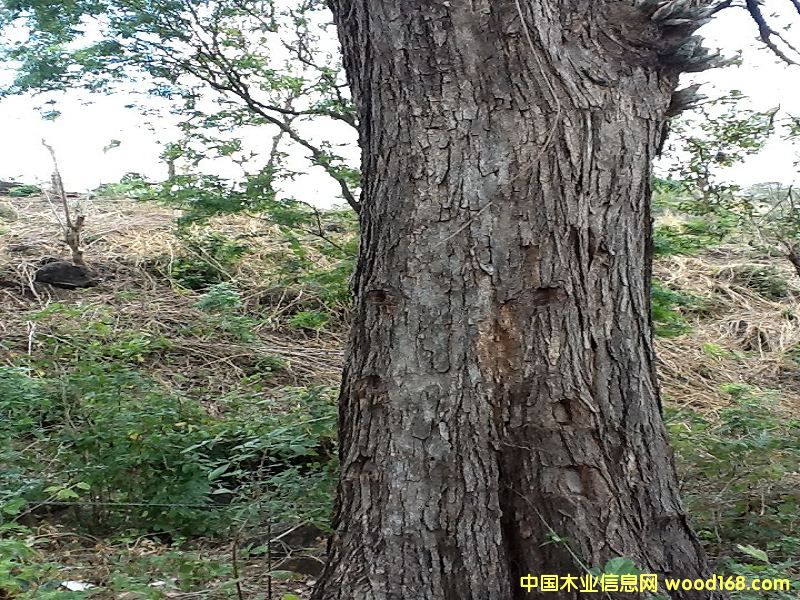 微凹黃檀 微凹黃檀