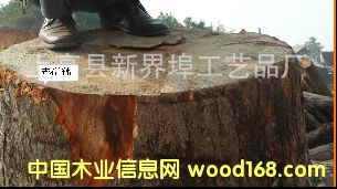 ��(y��u)�|(zh��)��ľ