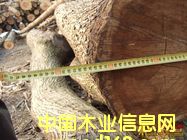 ����ԭľ��Ԕ��(x��)��B