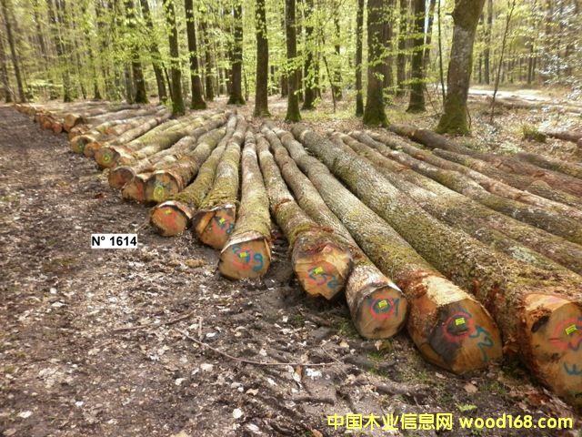 ������ľ