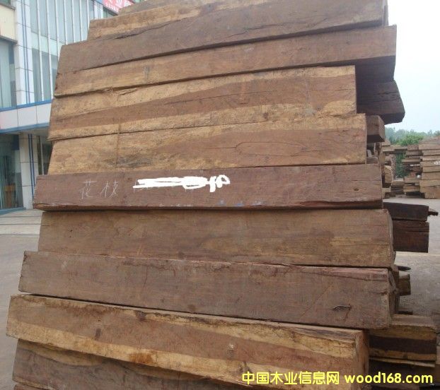 花枝的詳細介紹