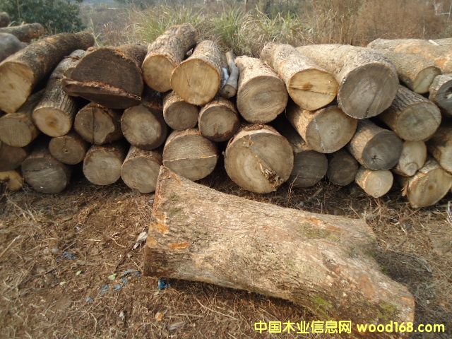 ����ľ ����ľľ��