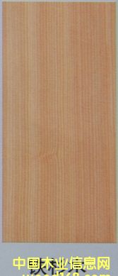 鐵杉的詳細(xì)介紹