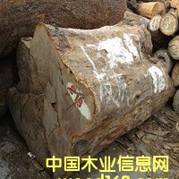 [��] ����̴ԭľ Ƥ��ԭľ