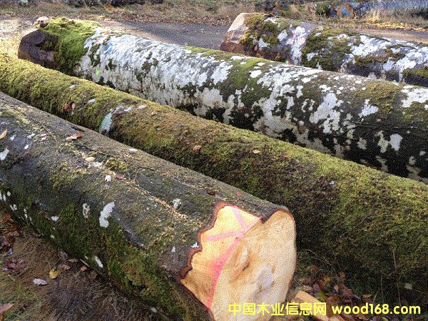 ����ľ��Ԕ��(x��)��B