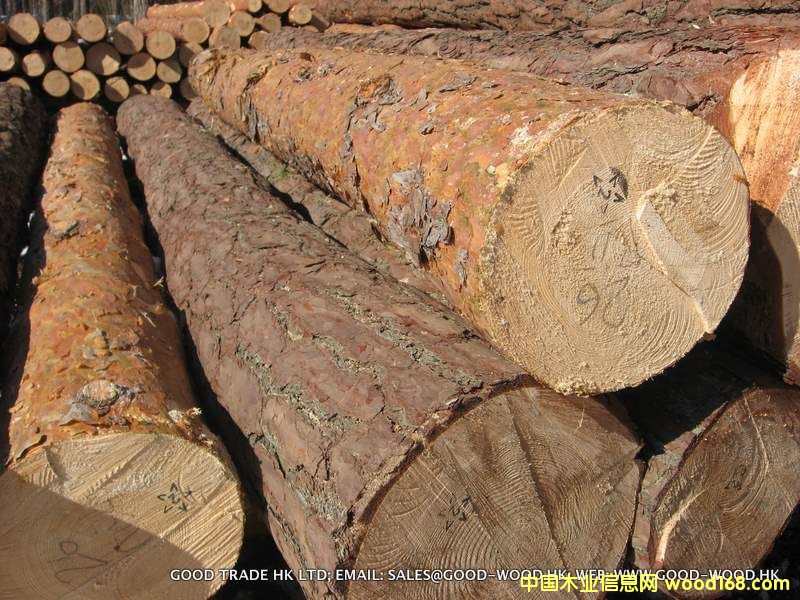 �����m���ɘ� (Pinus Silvestris)