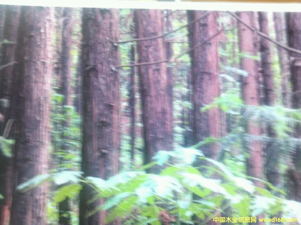 �c(di��n)���鿴ľ�ķŴ�DƬ