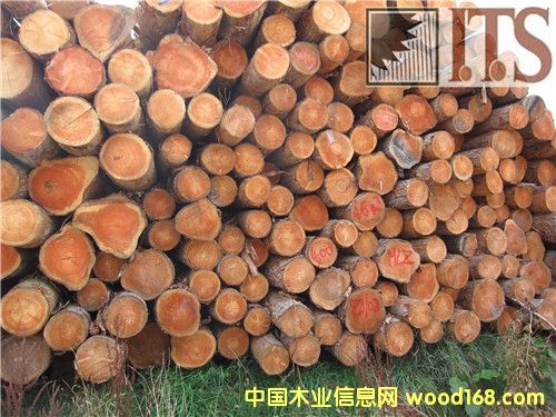 ������ԭľ��Ԕ����B