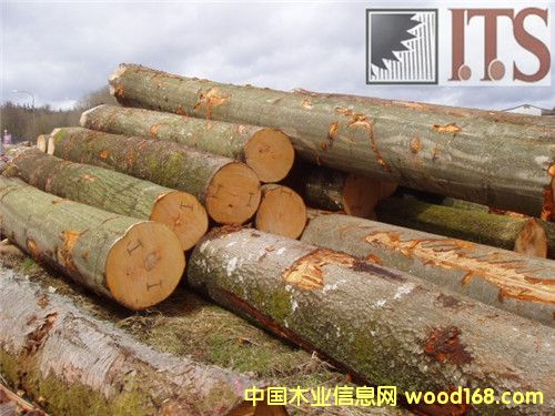 櫸木原木的詳細介紹