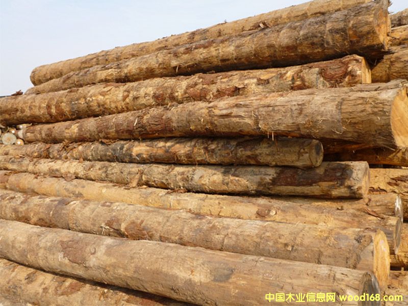 鐵杉的詳細(xì)介紹