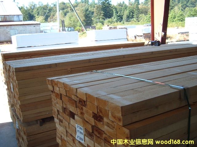 鐵杉|2013042402 鐵杉|2013042402