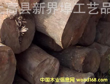 優(yōu)質(zhì)香樟 優(yōu)質(zhì)香樟