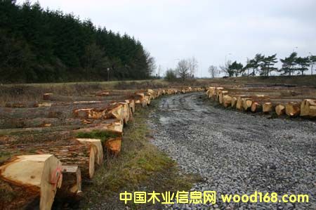 白橡原木 白橡原木