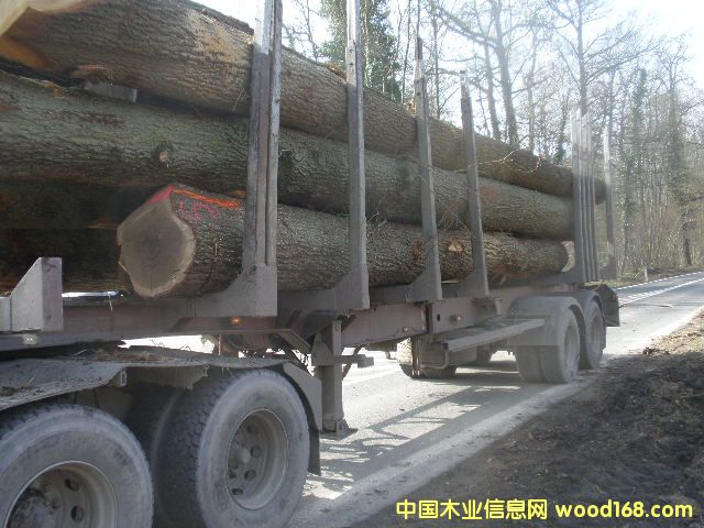 新伐白橡原木 新伐白橡原木