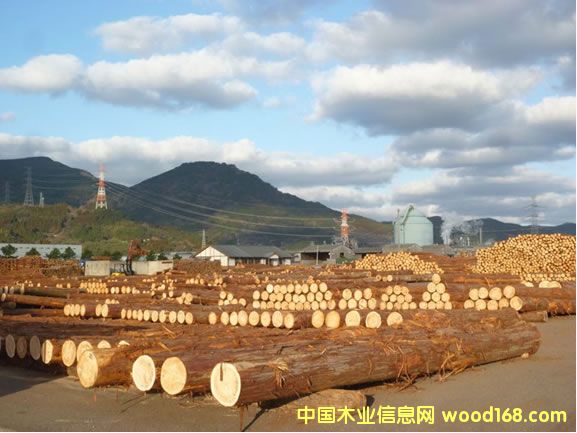 日本杉木原木 日本杉木原木