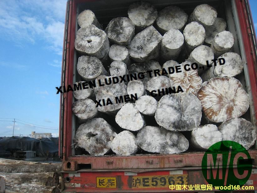 橡膠木原木 橡膠木原木