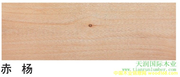 ��  �� Red Alder