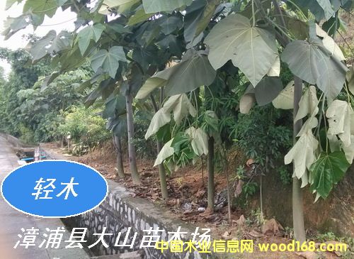 �pľ����ɳľ��Balsa