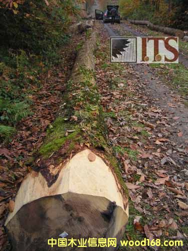 栗木的詳細介紹