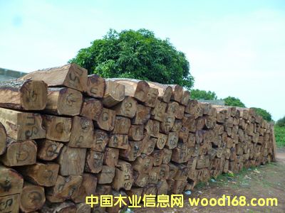 �Ӽ{������ �����̴