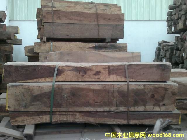 花枝的詳細(xì)介紹