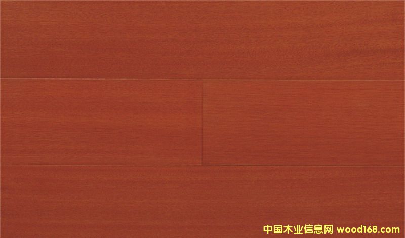 山樟木的詳細(xì)介紹