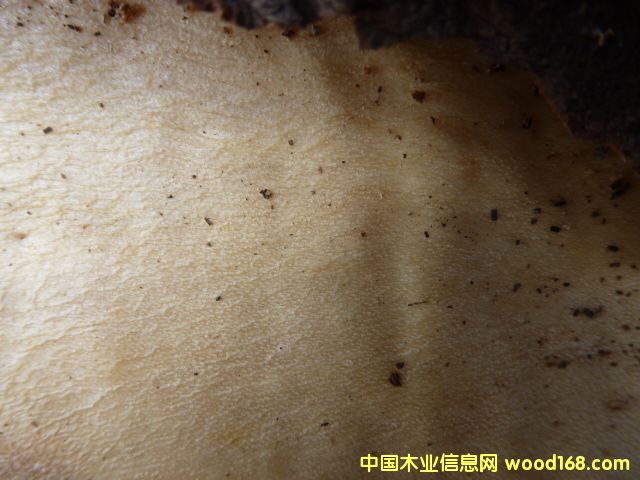 �W�ޗ�ľ��Ԕ��(x��)��B