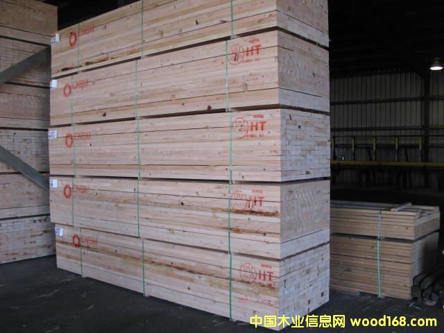 鐵杉的詳細介紹