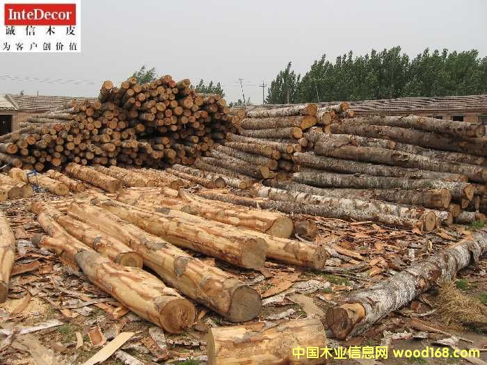 原木的詳細(xì)介紹