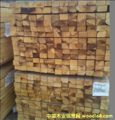 鐵杉的詳細(xì)介紹