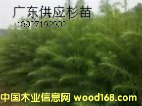 �c���鿴ɼ��Ŵ�DƬ