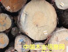 �����mݗ����ԭľ