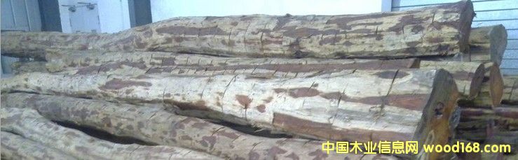 ��t��֦ ���ϣ���Ʒ���L(zh��ng)4��-8��