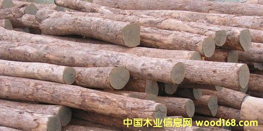 �����M������ľ