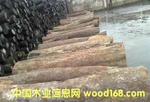 �M(j��n)�� Ƥ�� ԭľ